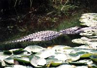 Croc 1a001 Crocodile, Queensland